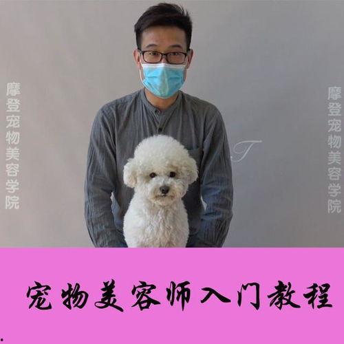 宠物美容教学视频,轻松掌握宠物造型技巧